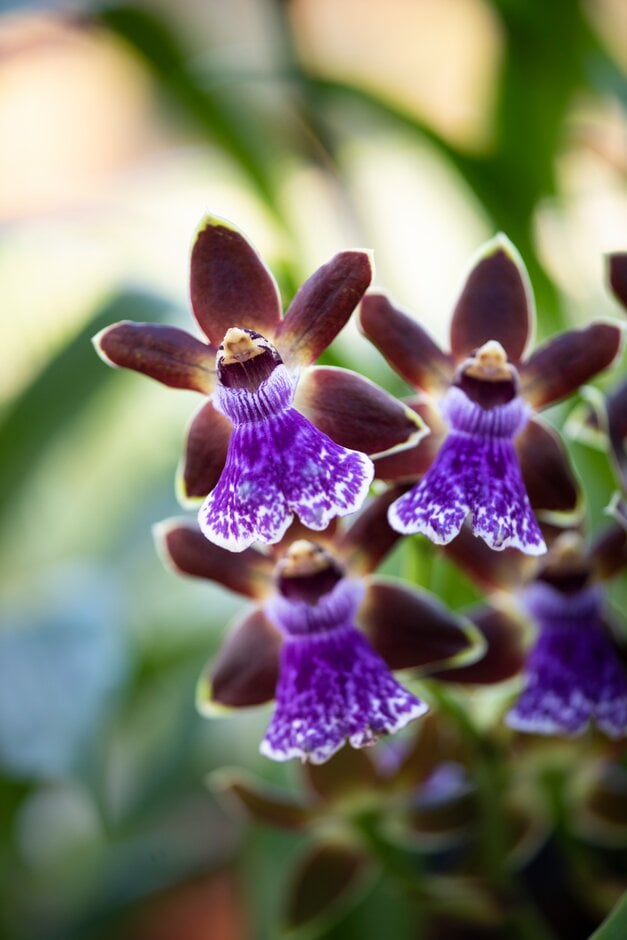 zygopetalum 'Adelaide Meadow'