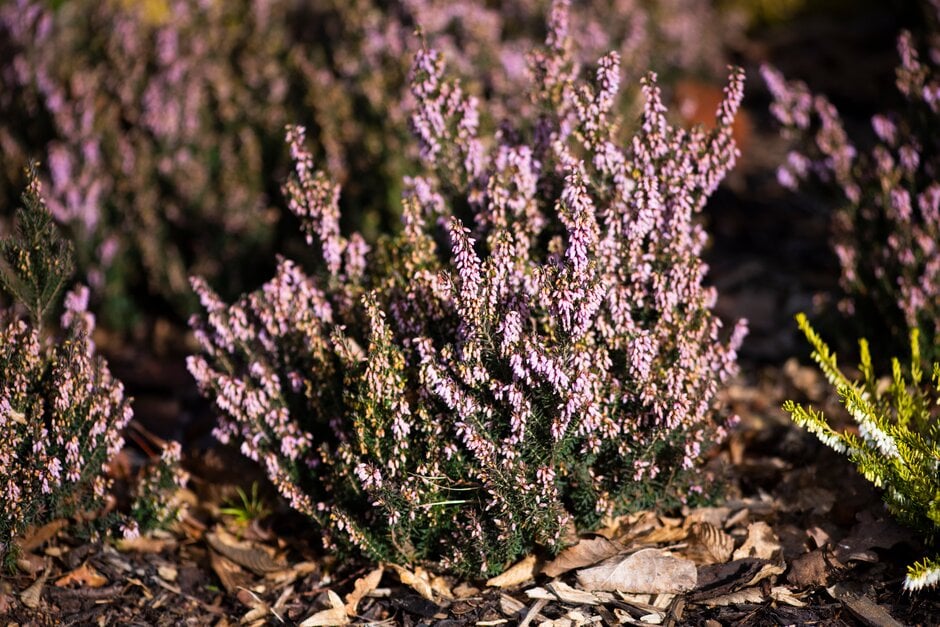 Irish heath 'Rubra'