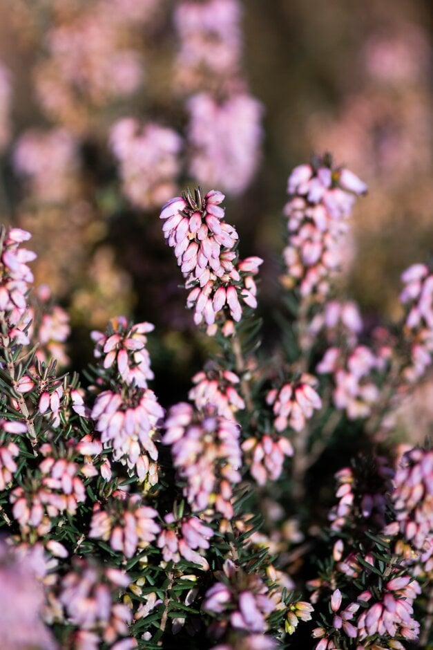 Irish heath 'Rubra'