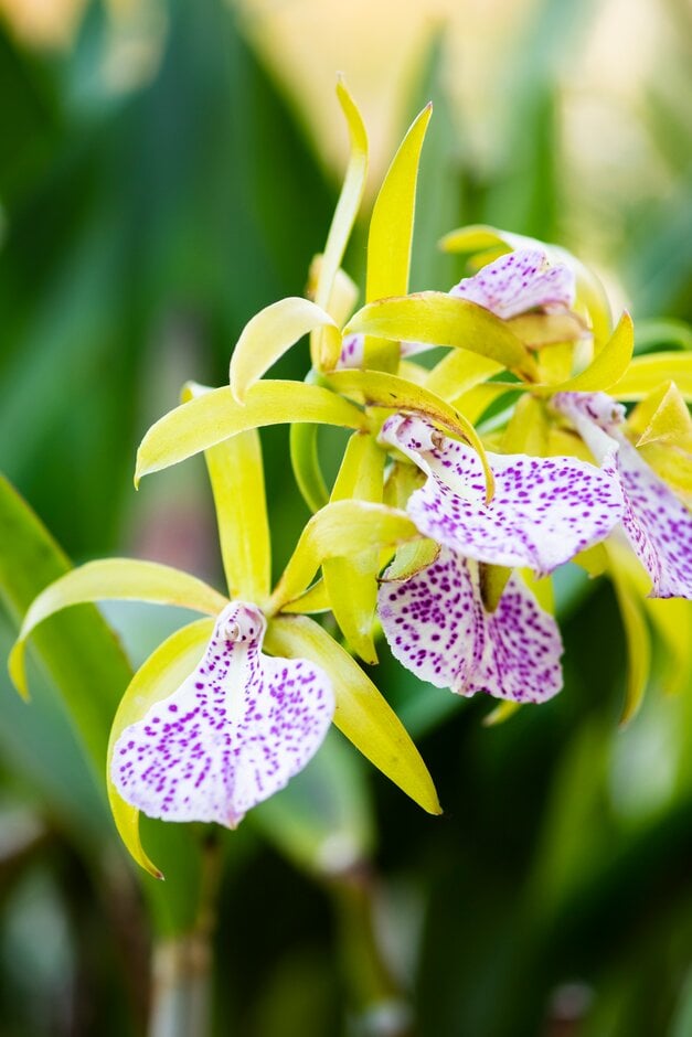 × <em>Brassocattleya</em> Binosa gx 'Wabash Valley'