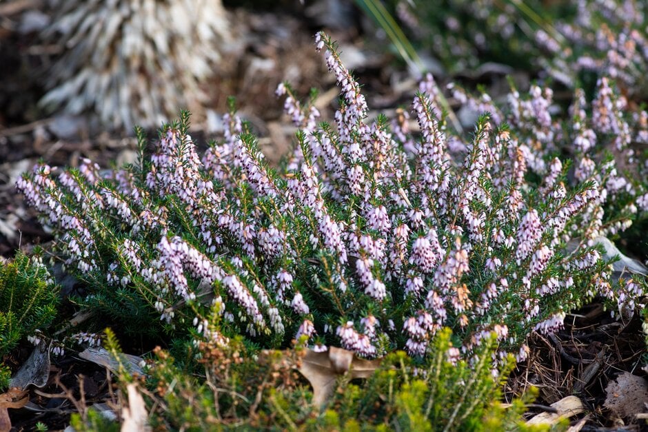 heather 'Romance'
