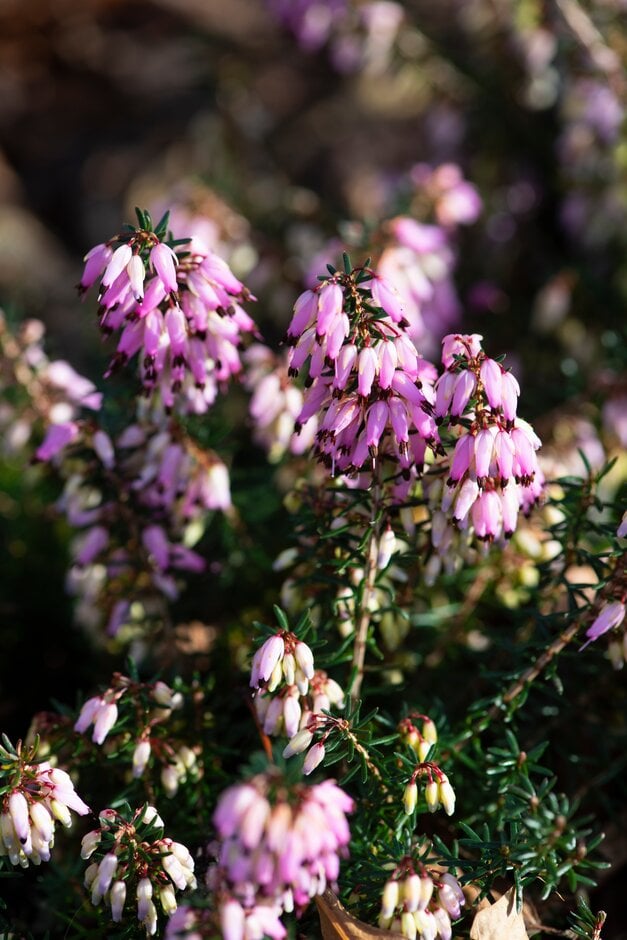 heather 'Atrorubra'