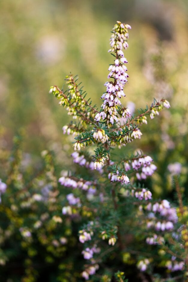 Irish heath 'Mrs Parris White'