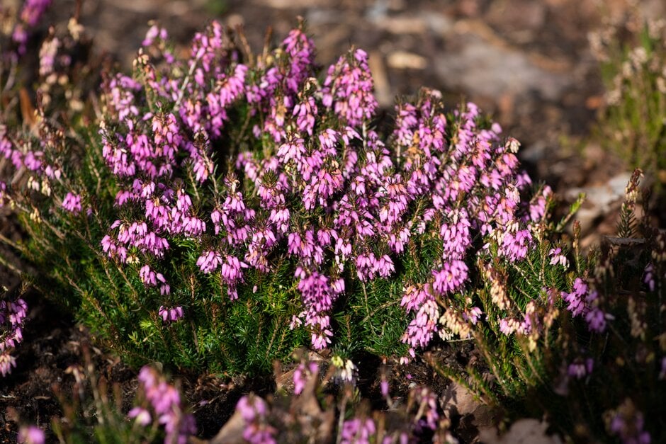 heather 'Alan Coates'