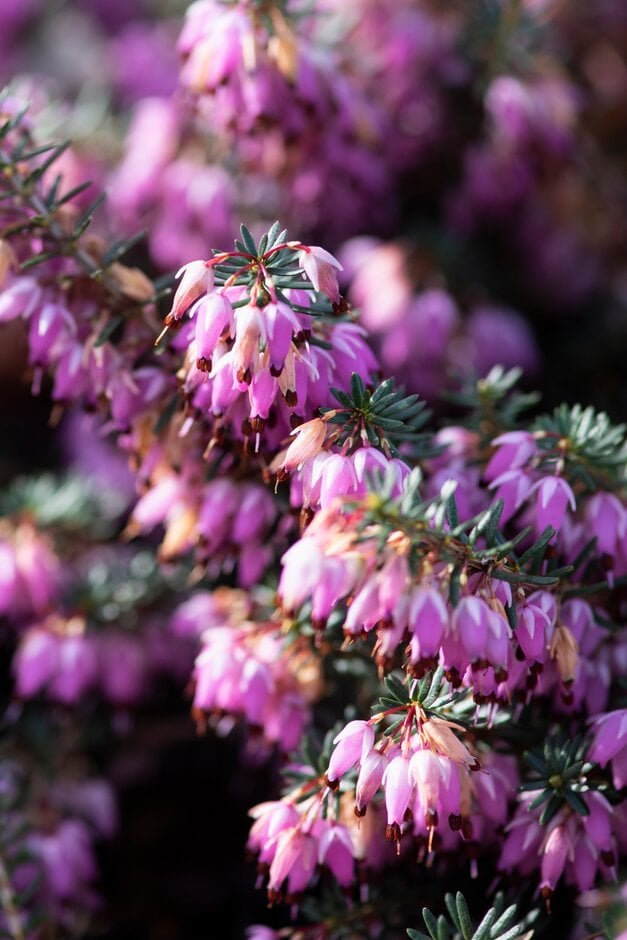 heather 'December Red'