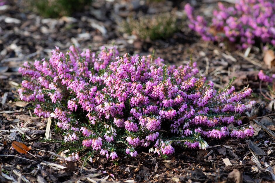 heather 'Walter Reisert'