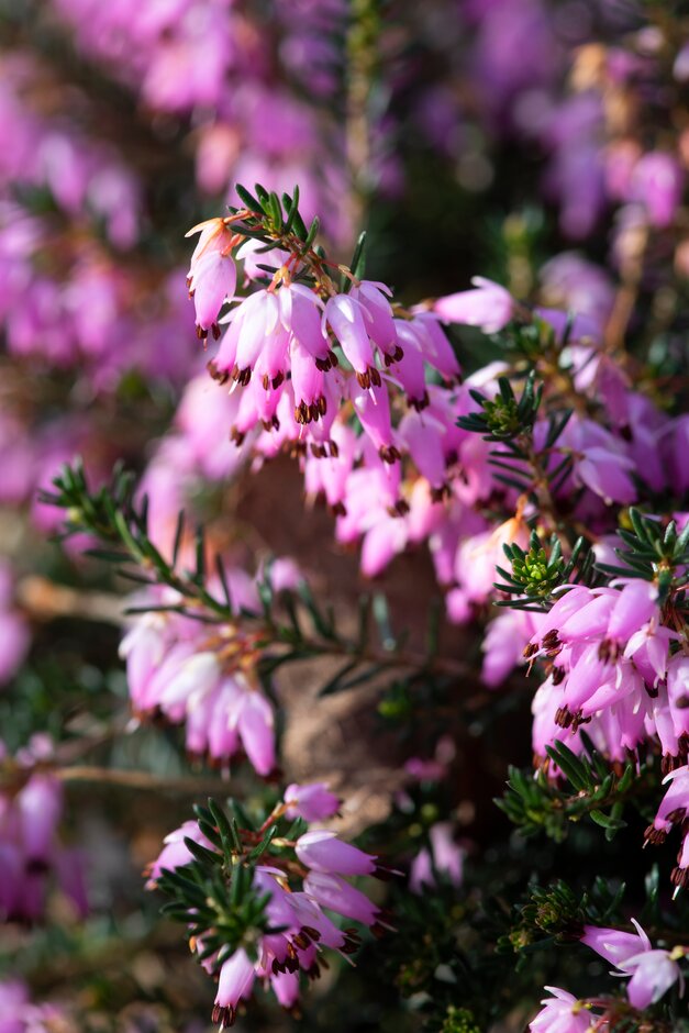 heather 'Walter Reisert'
