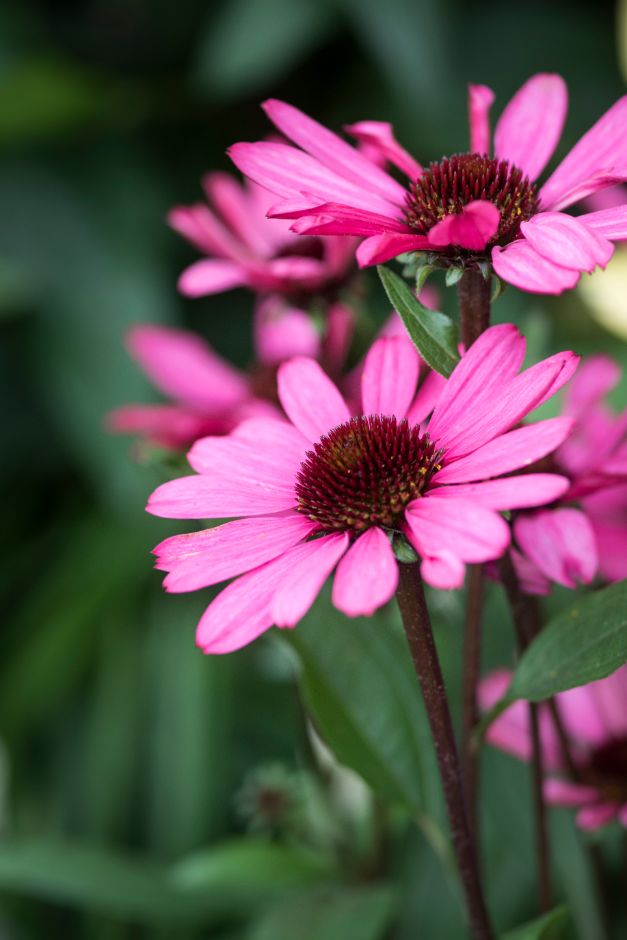 coneflower 'Summer Cloud'