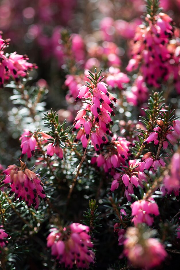 heather 'Corinna'