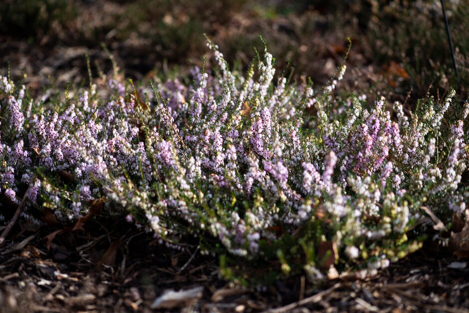 heather 'Clare Wilkinson'