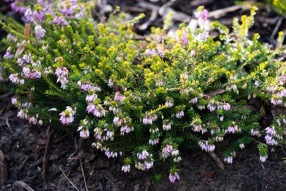 heather 'Altadena'