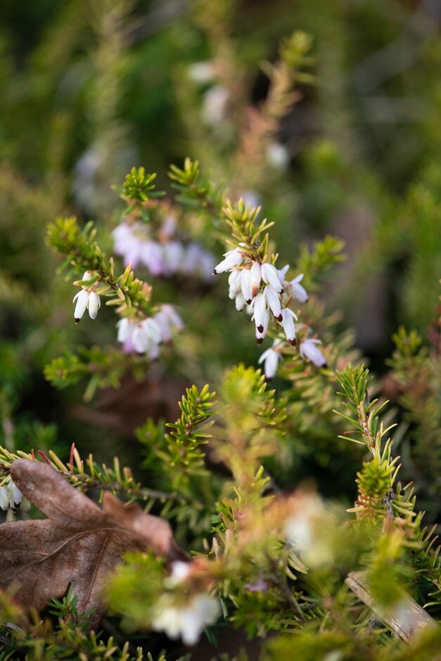 heather 'Foxhollow'