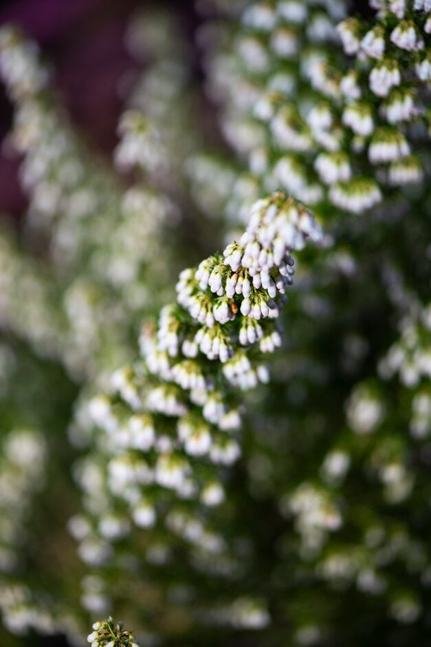 Veitch heather
