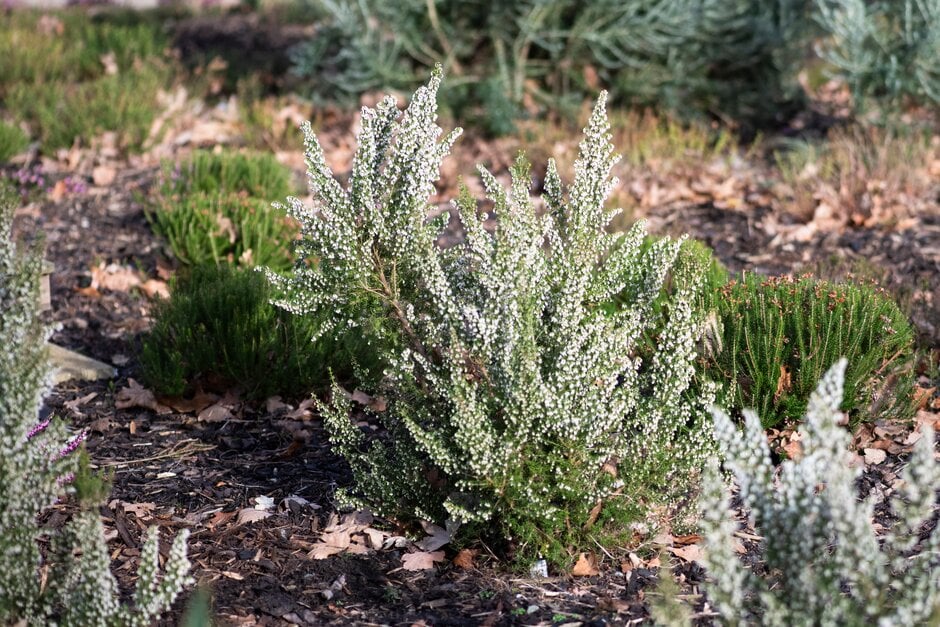 Veitch heather