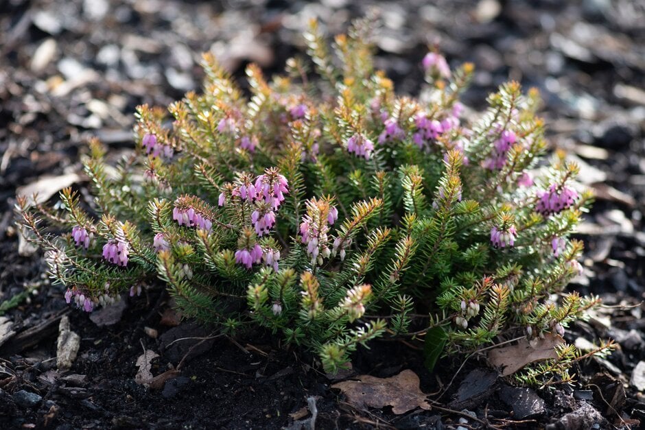heather 'Antje'