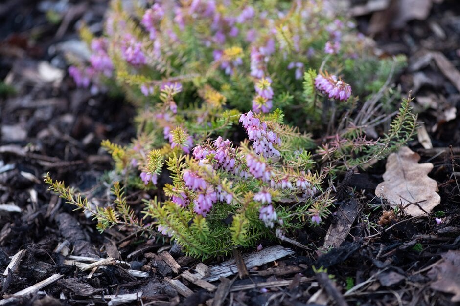 heather 'Branton Bamford'