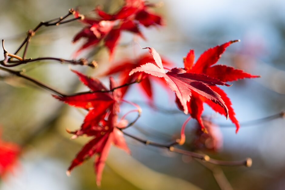 Japanese maple 'Bloodgood'