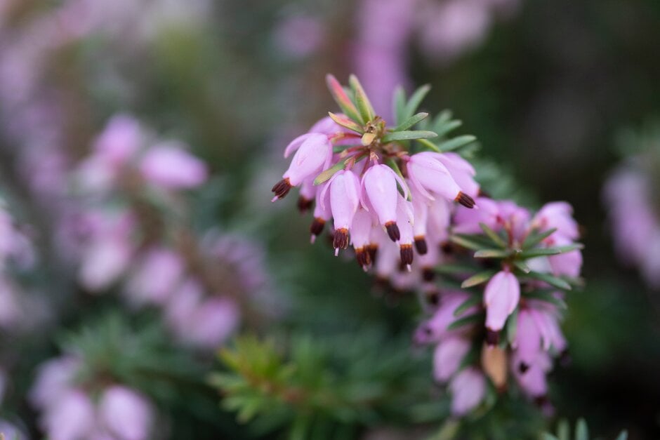 heather 'Aztec Gold'