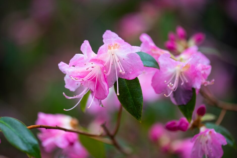 rhododendron 'Airy Fairy'