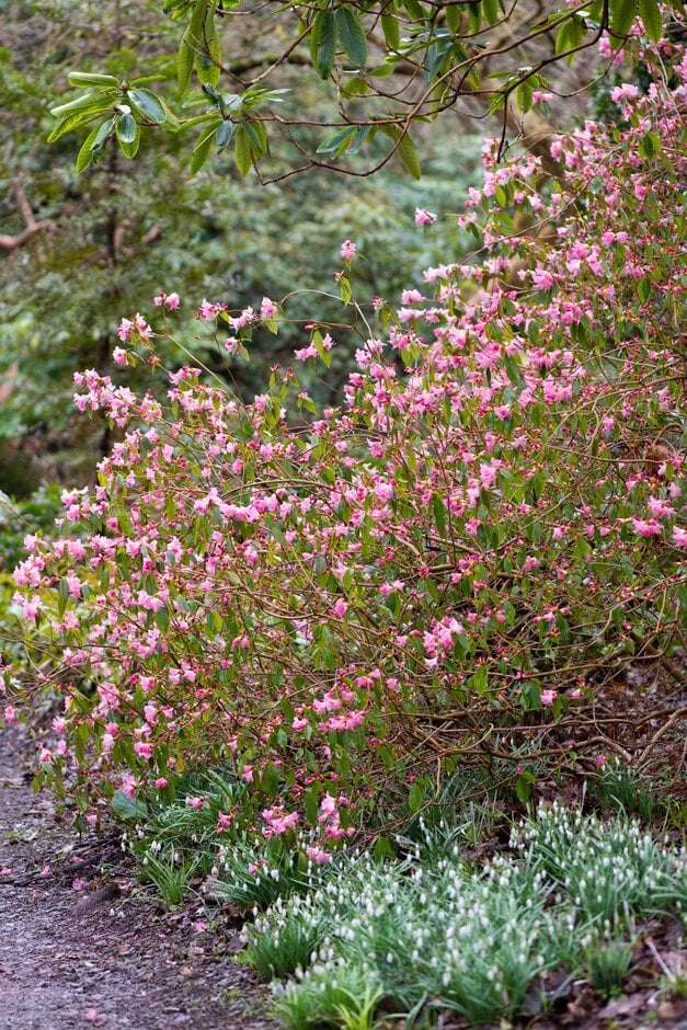 taxus x media hicksii Taxus x media Hicksii  The Plant Broker