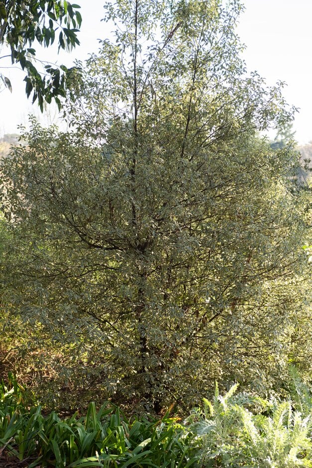 pittosporum 'Bicton Silver'