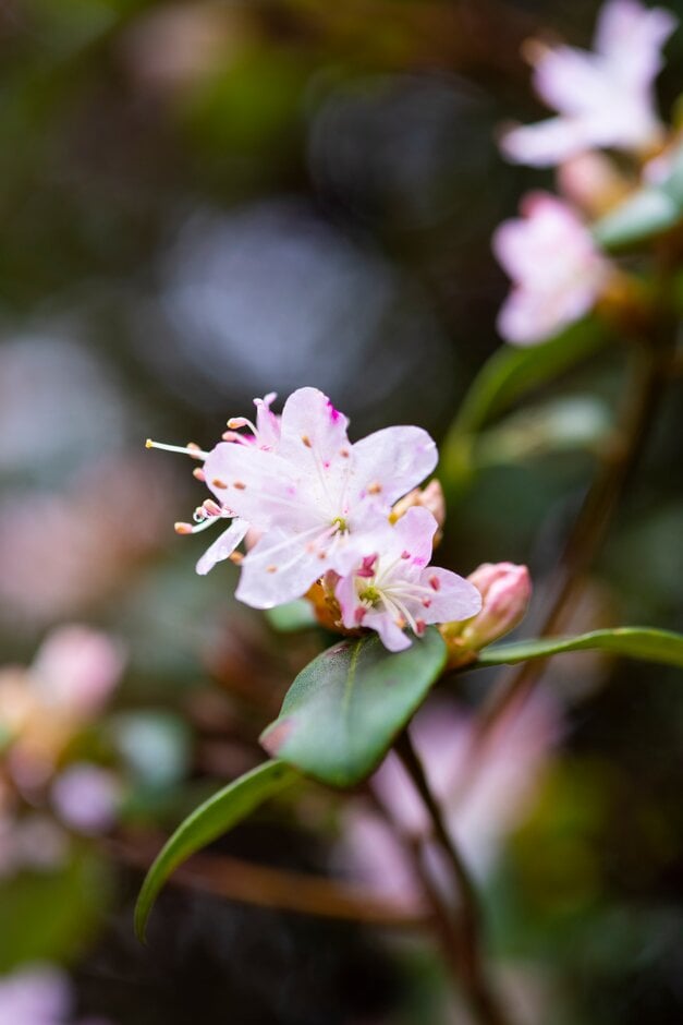 racemose rhododendron