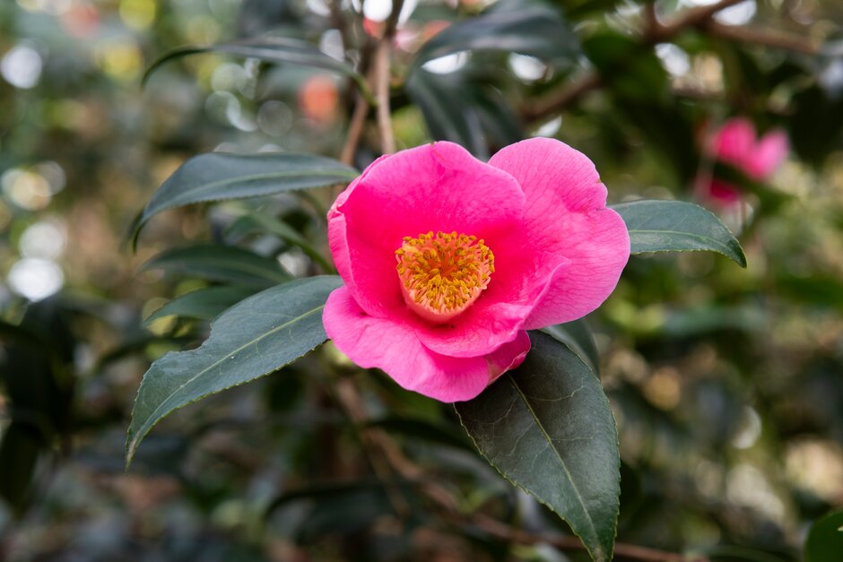 camellia 'Rosemary Williams'