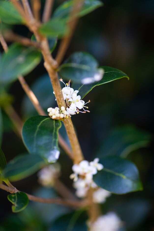 holly olive