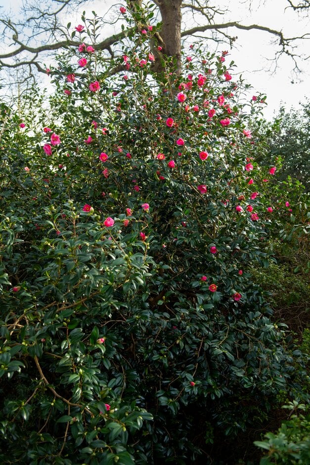 camellia 'Rosemary Williams'