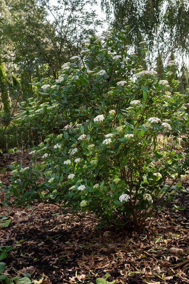 <em>Viburnum</em> <em>tinus</em> 'Grandiflora'