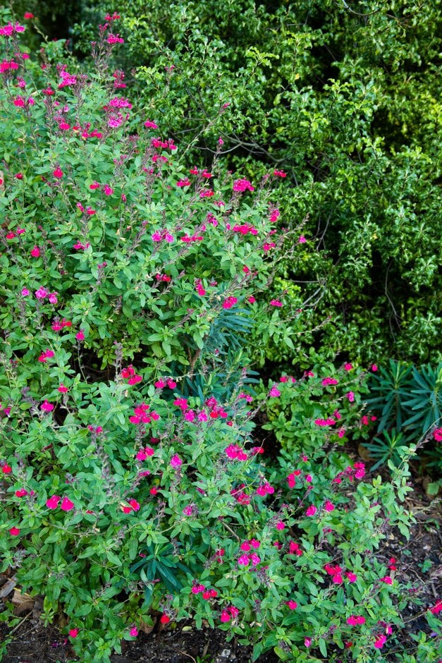 Salvia × jamensis &Maraschino& | Shrubs/RHS Gardening