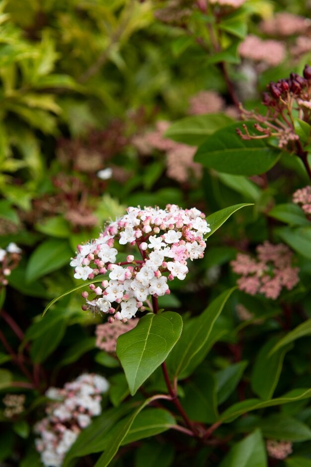 Viburnum tinus Spirit (&Anvi&PBR) | laurustinus [Spirit] Shrubs/RHS