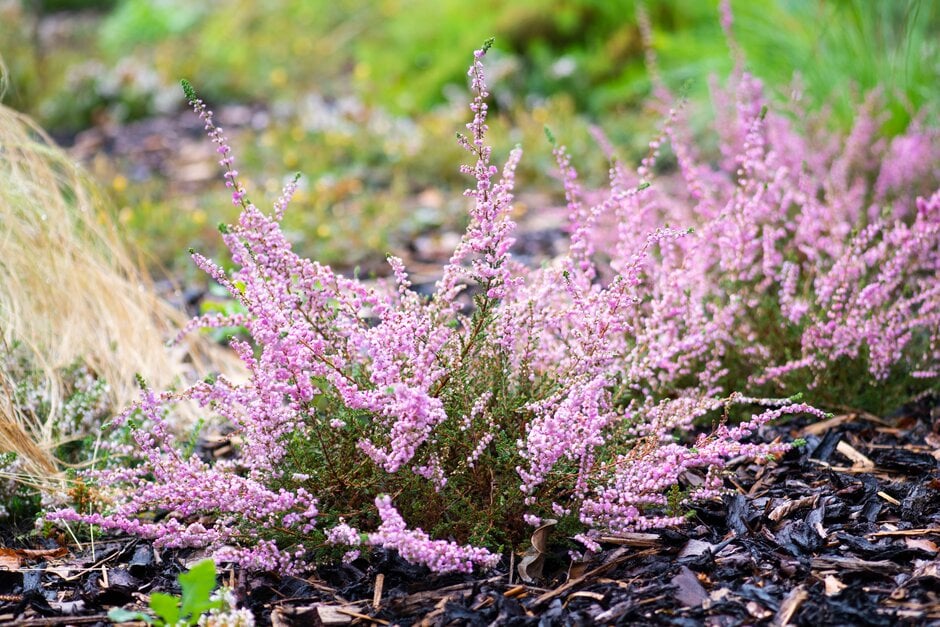 heather 'Annabel'