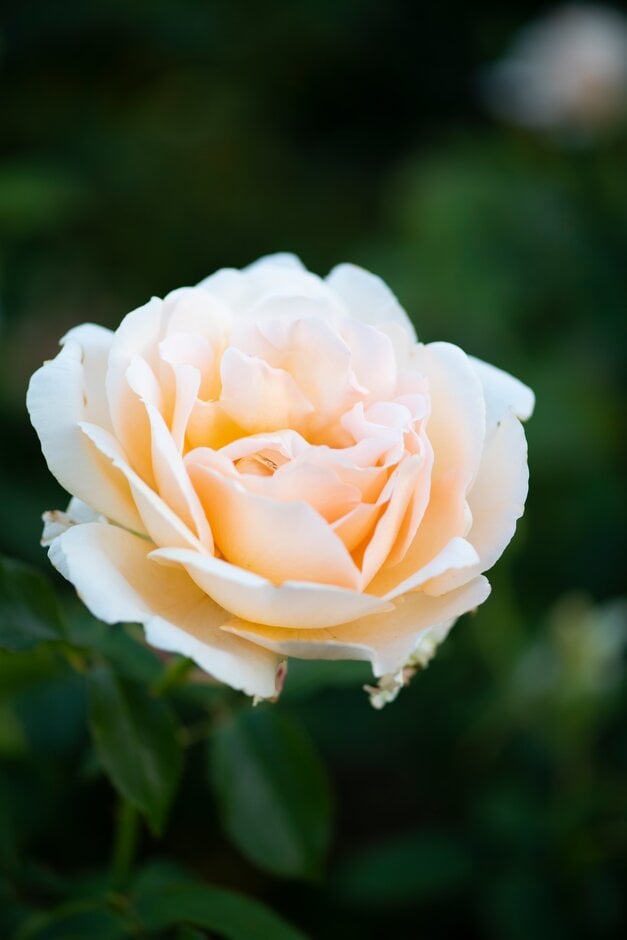 rose [Champagne Celebration]