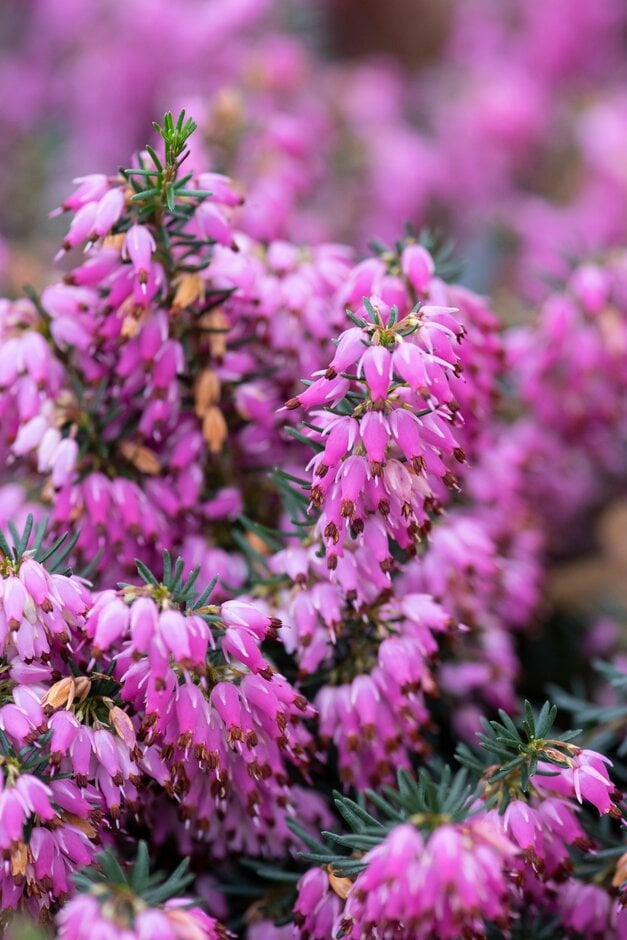 heather 'Late Pink'