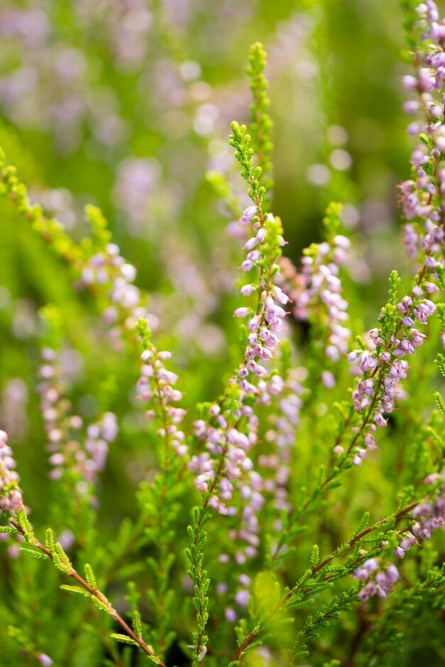 heather 'Julia'