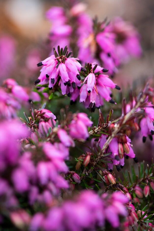 heather 'Dorset Sunshine'