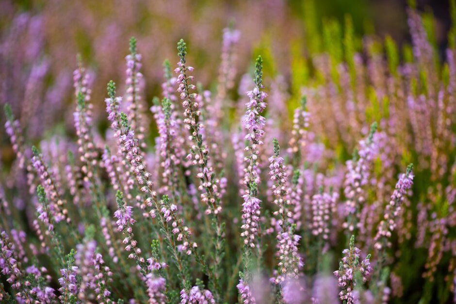 Calluna vulgaris &Silver Knight& | heather &Silver Knight& Alpine ...