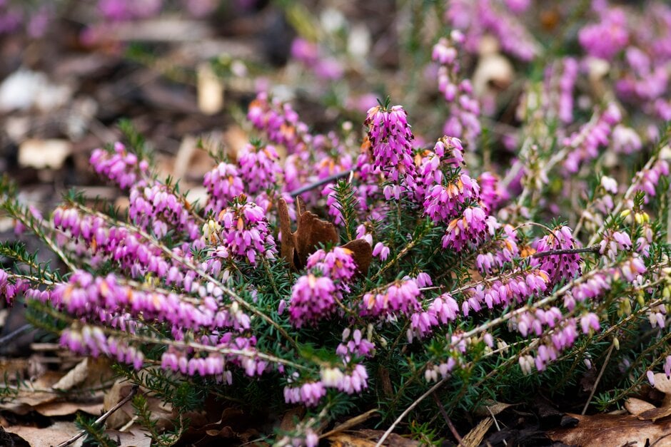 heather 'Rosea'