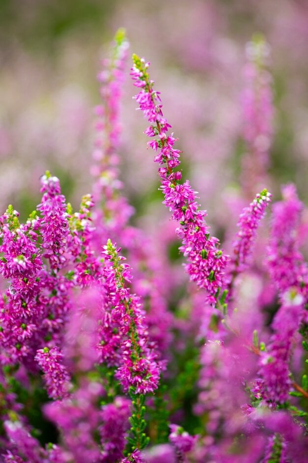 heather 'Con Brio'