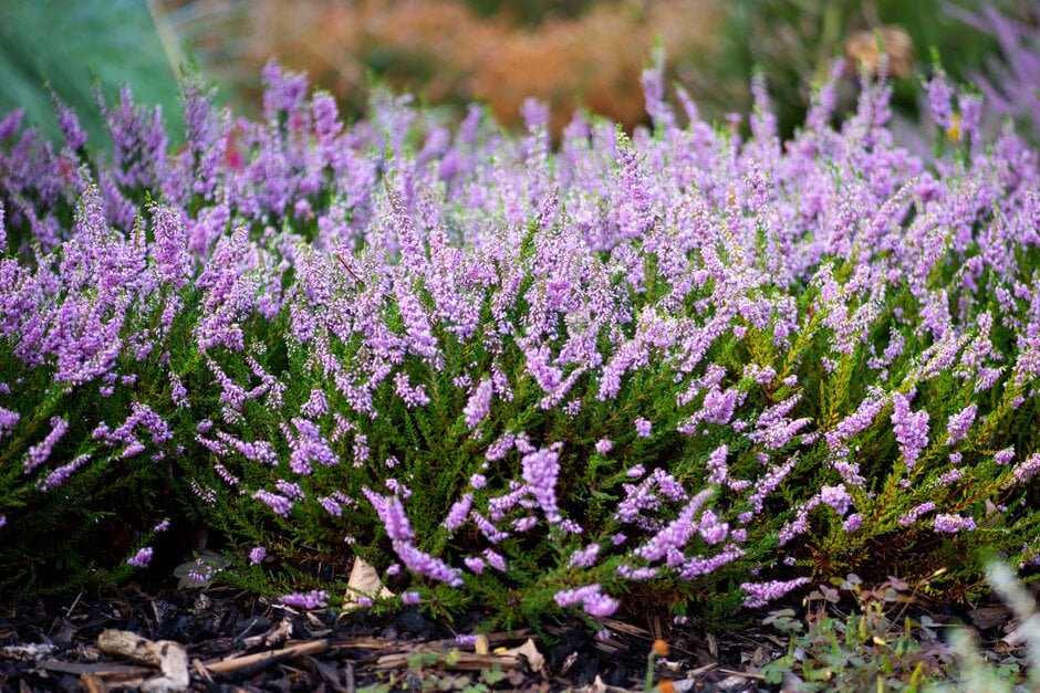 heather 'Serlei Grandiflora'