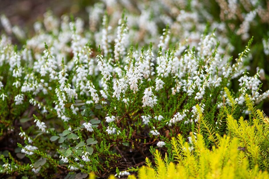 heather 'Braemar'