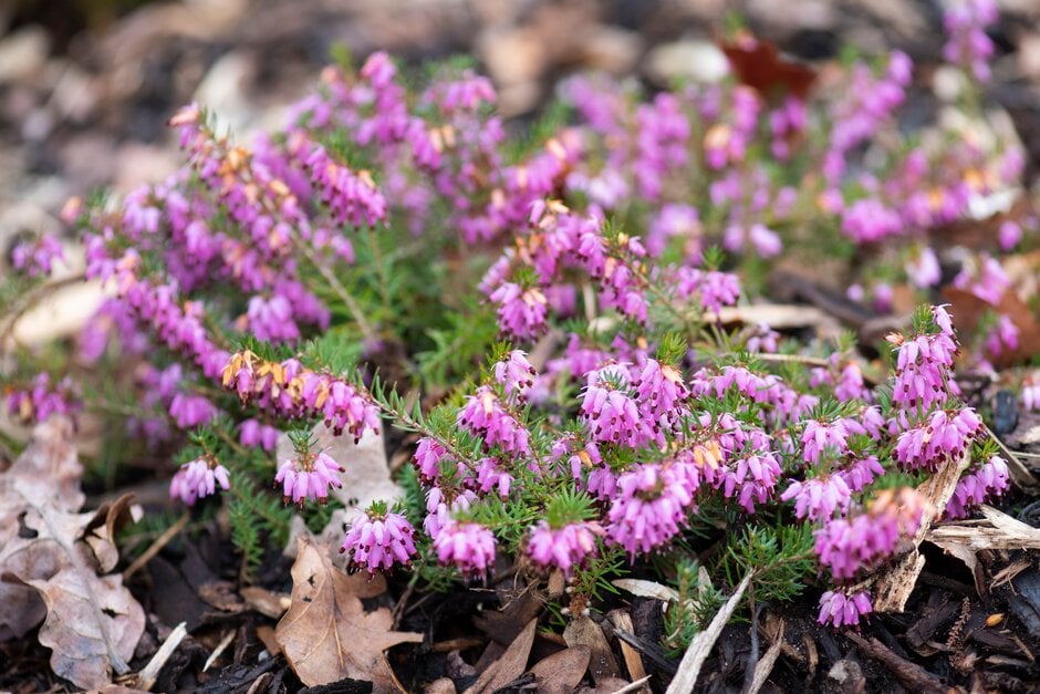 heather 'Prince of Wales'