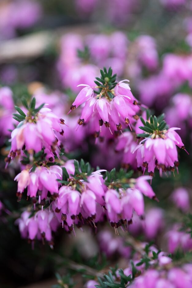 heather 'Memory'