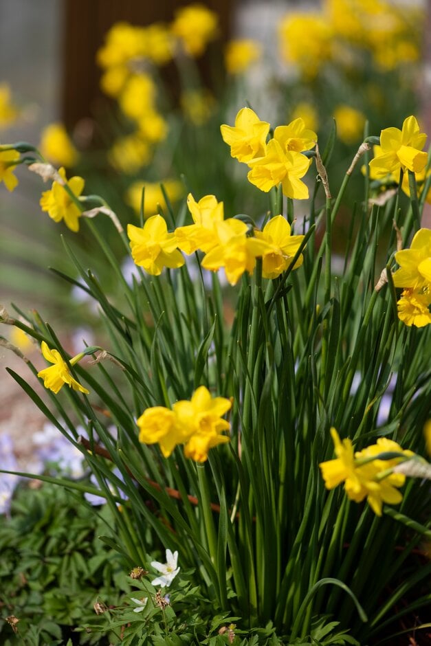 Narcissus &Quail& (7) jonquil &Quail& Bulbs/RHS Gardening