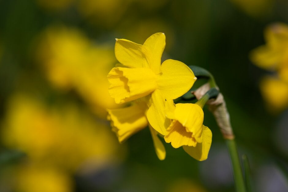 daffodil 'Quail'