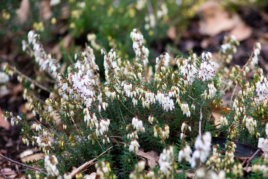 heather 'Margaret Benson'