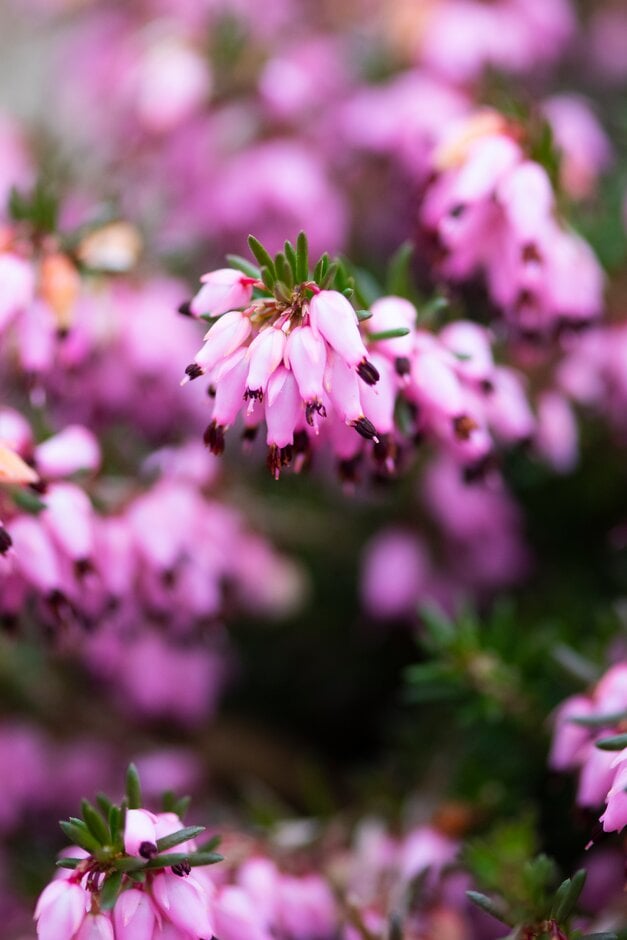 heather 'Startler'