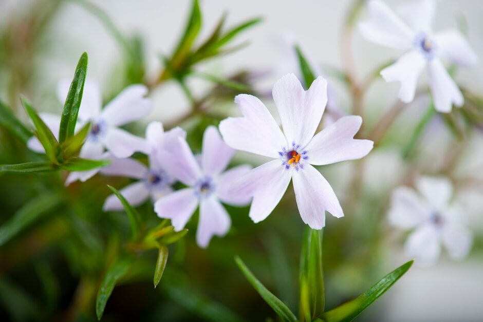 moss phlox 'Emerald Cushion Blue'