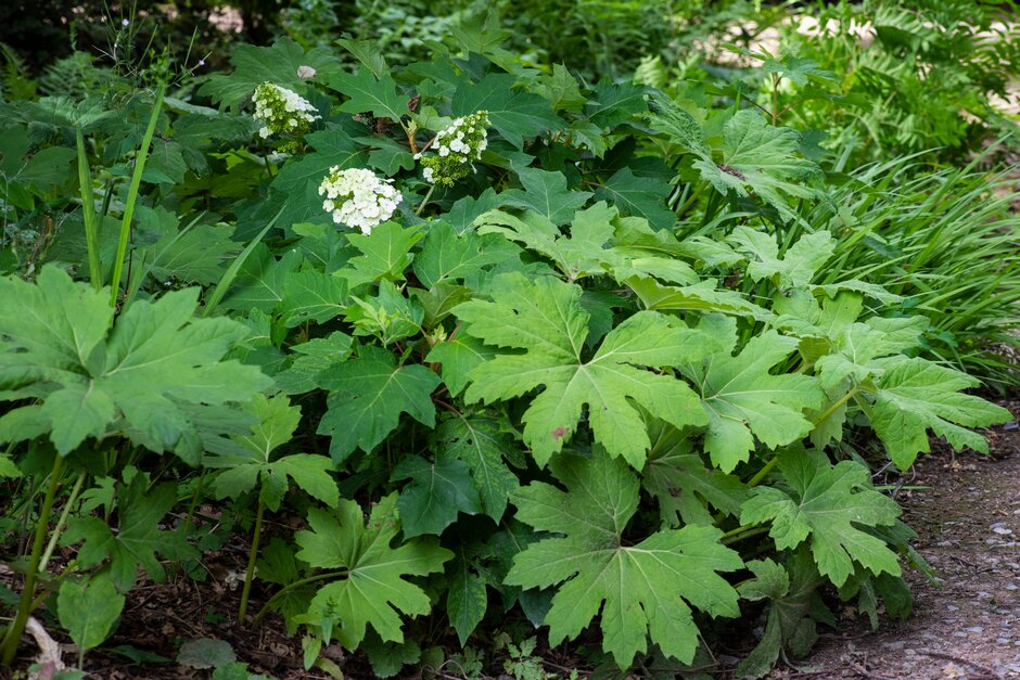 Hydrangea quercifolia 'Munchkin' | /RHS Gardening